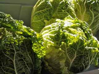 cabbage