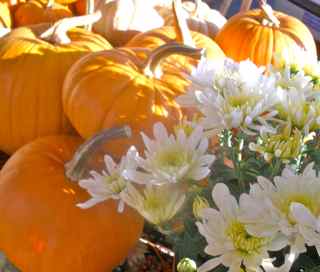 pumpkins and mum