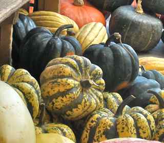 winter squash