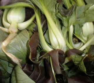 Bok choy