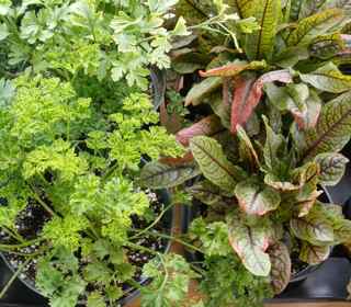 herbs