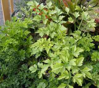 herbs