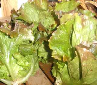 lettuce 3